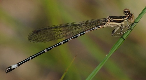 Female
2009_07_10_FL